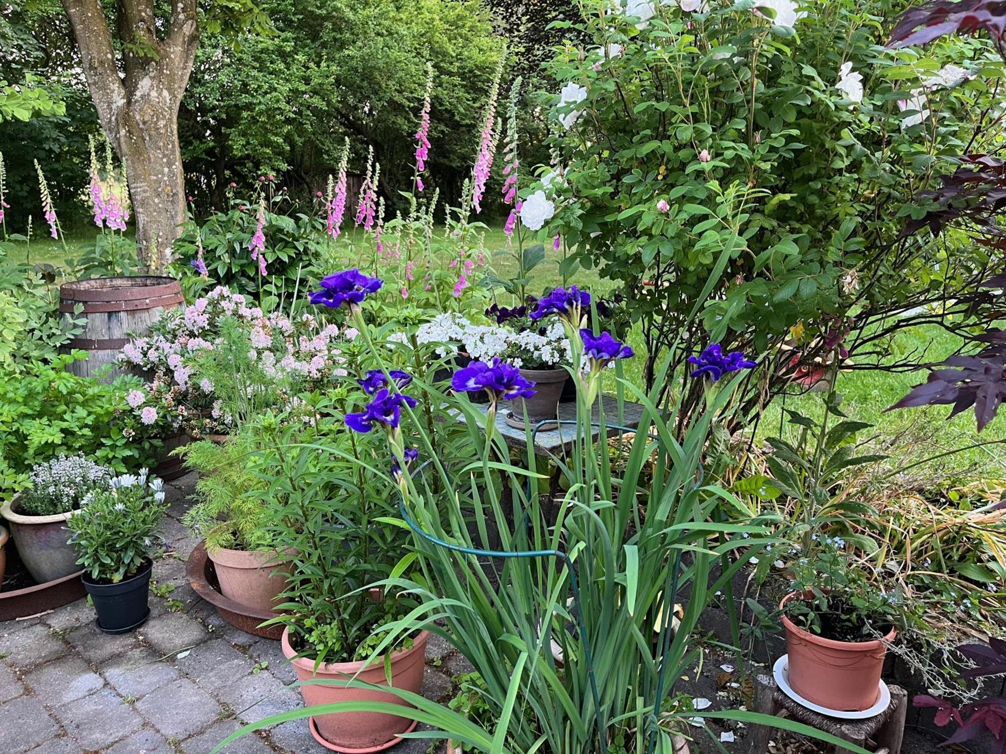Fuglsang Bed & Breakfast Hjørring Dış mekan fotoğraf